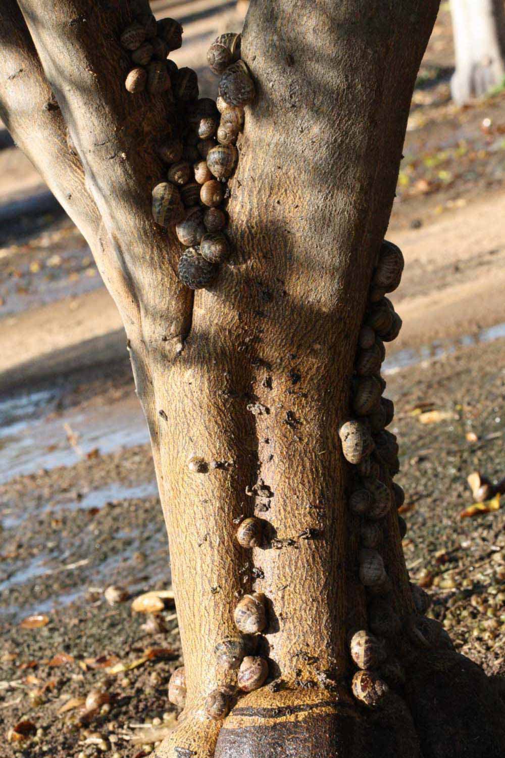            Bark (Riverside, CA)   